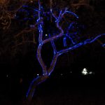 Laser mapping an oak tree
