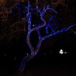 Laser mapping an oak tree