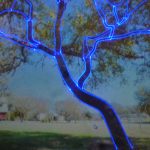 Laser Mapping Oak Tree