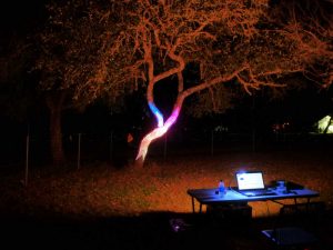 Laser Mapping Oak Tree