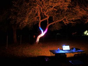 Laser Mapping Oak Tree