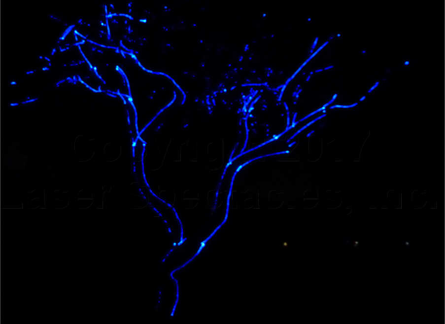 Laser Mapping a Small Oak Tree